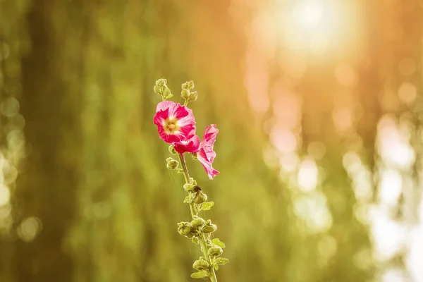 粉红色常见的霍利霍克花特写镜头 Alcea Rosea 一种在马瓦科科的观赏植物 明亮的颜色 阳光和镜头 — 图库照片
