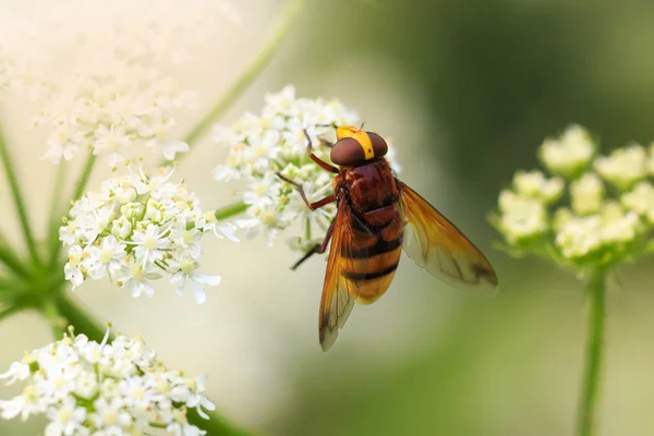 Volucella zonaria, eşekarısı uçan sineği taklit eder, beyaz çiçeklerden nektar besler.