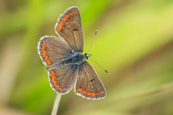 Gros Plan Papillon Argus Brun Aricia Agestis Reposant Sur Végétation — Photo