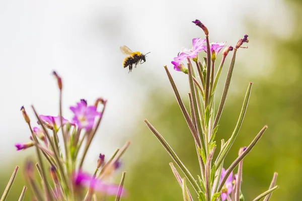 Closeup of a western honey bee or European honey bee Apis mellifera insect in flight feeding nectar of pink Chamaenerion angustifolium willowherb flowers