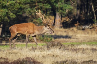 Kızıl geyik erkek, cervus elaphus, büyük boynuzları üzerinde mor heather çiçek açan bir ormanda bir tarlada çiftleşme sırasında çiftleşme ile.