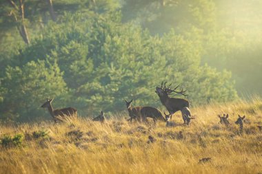 Çiftleşme ve günbatımı sırasında kükreyen kızıl geyik cervus elaphus üzerinde çiftleşme sırasında çiftleşme sürüsü bir bir yatay, tepeler, alanları ve bir güzel gün batımı