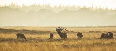 Kızıl geyik sürüsü Cervus elaphus gün batımında çiftleşme mevsiminde çiftleşir tepeler, tarlalar ve güzel bir günbatımı ile çiftleşir.