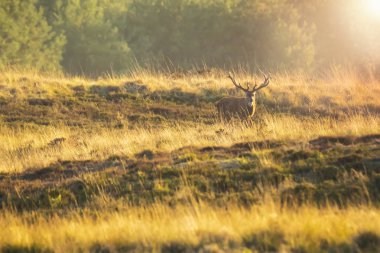 Kızıl geyik erkek, cervus elaphus, büyük boynuzları üzerinde bir peyzaj alanı, orman, tepeler ve güzel bir gün batımı ile çiftleşme sırasında çiftleşme ile 