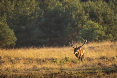Kızıl geyik erkek, cervus elaphus, büyük boynuzları üzerinde bir peyzaj alanı, orman, tepeler ve güzel bir gün batımı ile çiftleşme sırasında çiftleşme ile 