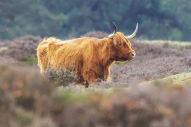 Closeup kahverengi kırmızı yayla sığır, heather araziler içinde yürürken uzun boynuzlu İskoç sığır ırkı (Bos Toros).