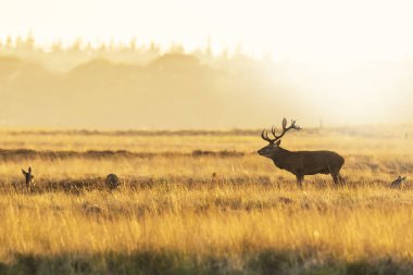 Kızıl geyik erkek, cervus elaphus, büyük boynuzları üzerinde bir peyzaj alanı, orman, tepeler ve güzel bir gün batımı ile çiftleşme sırasında çiftleşme ile 