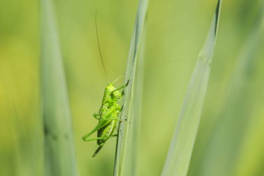 Bir büyük yeşil Bush-kriket, Tettigonia viridissima makro yakın çekim.