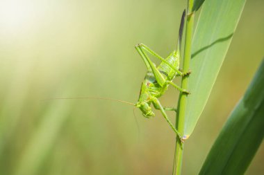 Makro yakın çekim bir kadın büyük yeşil Bush-kriket, Tettigonia viridissima ile ovipositor.