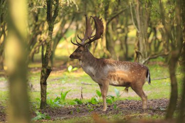 Büyük alageyik buck, Dama Dama, sonbahar mevsiminde yeşil bir ormanda yürüyüş büyük geyik boynuzu ile.