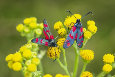 Bir altı-spot burnet closeup kelebek Zygaena filipendulae, gündüz ragwort sarı çiçekler Jacobaea vulgaris tozlaşmayı.