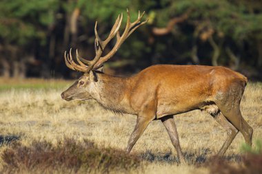 Kızıl geyik erkek, cervus elaphus, büyük boynuzları üzerinde mor heather çiçek açan bir ormanda bir tarlada çiftleşme sırasında çiftleşme ile.