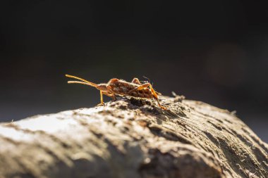 Böcek, Leptoglossus occidentalis veya ahşap parlak güneş ışığı altında sürünerek Wcsb, Batı kozalaklı tohum hata