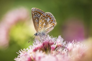 Sabah erken kadın ortak mavi kelebek Polyommatus icarus parlak güneş ışığı altında bir çayırda çiçek pollinating.