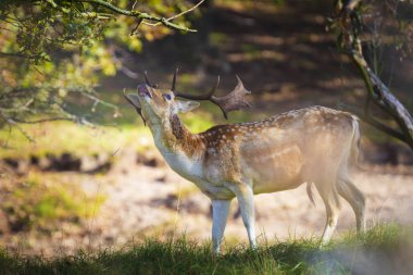 Alageyik (Dama Dama) erkek bir ormanda yürüyüş. Güneş ışığı ve Doğa sonbahar renkleri arka plan üzerinde açıkça görülebilir.