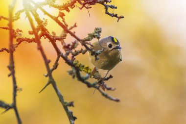 Çalıkuşu kuş (Regulus regulus), ağaç ve çalı dalları yiyecek arama. sonbahar renkleri