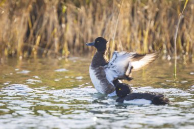 Sonbaharda bir gölde yüzmeye Closeup tepeli ördek, Aythya fuligula,