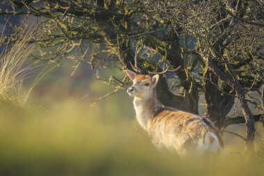 Alageyik (Dama Dama) erkek bir ormanda yürüyüş. Güneş ışığı ve Doğa sonbahar renkleri arka plan üzerinde açıkça görülebilir.