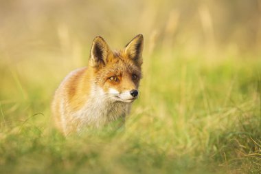 Vahşi kızıl tilki Vulpes Vulpes yeşil bir çayırda günbatımı sırasında atma