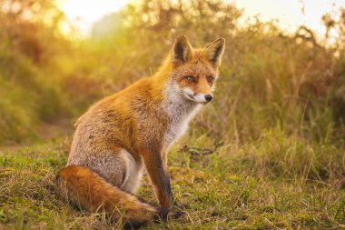 Wild young red fox (vulpes vulpes) vixen scavenging in a forest and dunes during sunset clipart