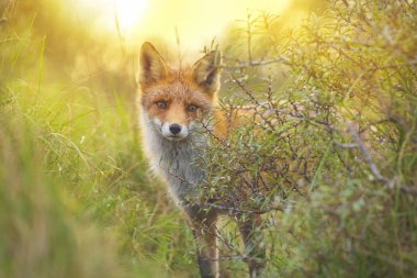 Vahşi kırmızı tilki (vulpes vulpes) vixen bir orman ve dunes günbatımı sırasında kayıt atma