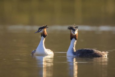 Bahar sezonunda çiftleşme batağan, Podiceps cristatus, iki büyük tepeli