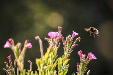 Bombus Terrestris 'e yakın, kabarık kuyruklu yaban arısı veya büyük toprak yaban arısı, pembe çiçeklerin nektarını besliyor. 