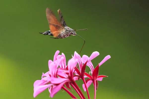 Side view of a hummingbird hawk-moth (Macroglossum stellatarum) feeding on a pink flower in a vibrant meadow