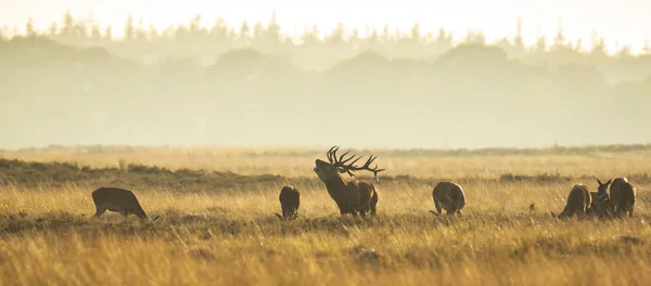 Kızıl geyik sürüsü Cervus elaphus gün batımında çiftleşme mevsiminde çiftleşir tepeler, tarlalar ve güzel bir günbatımı ile çiftleşir.