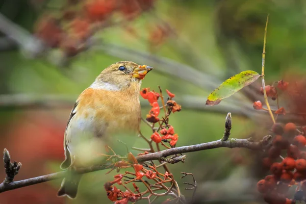 Close Pássaro Macho Brambling Fringilla Montifringilla Plumagem Inverno Alimentando Bagas — Fotografia de Stock