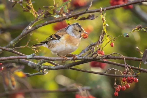 Primer Plano Pájaro Zarandeador Fringilla Montifringilla Plumaje Invierno Alimentando Bayas — Foto de Stock