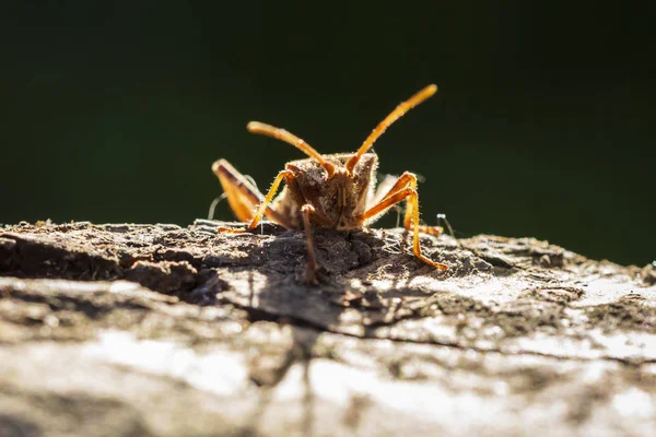 Western Conifer Seed Bug Insect Leptoglossus Occidentalis Wcsb Crawling Wood — Stock Photo, Image