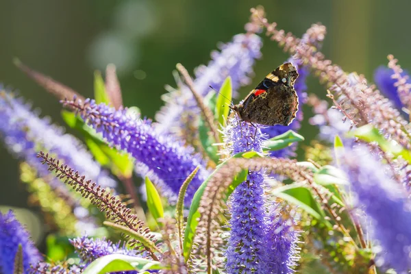 Red Admiral butterfly, Vanessa atalanta, feeding nectar on a purple flowers in a garden.