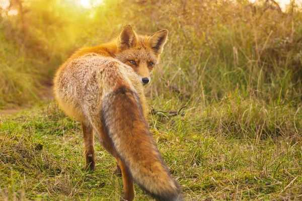 Jeune Renard Roux Vulpes Vulpes Sauvage Fouillant Dans Une Forêt — Photo