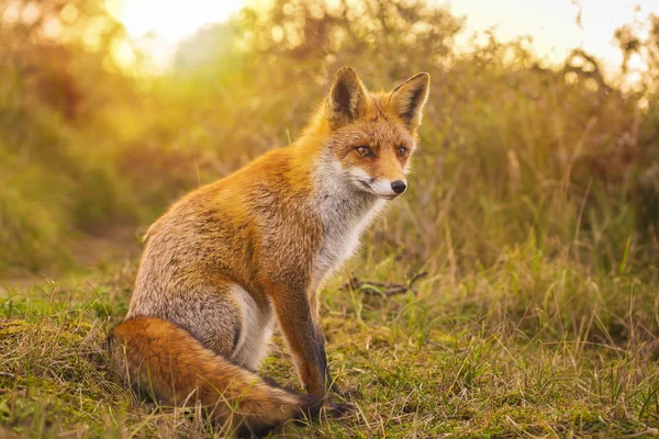 Wilder Junger Rotfuchs Vulpes Vulpes Füchsin Beim Aasfressen Wald Und — Stockfoto