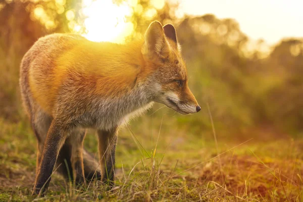 Vixen Dziki Młodych Czerwony Lis Vulpes Vulpes Oczyszczanie Las Wydmy — Zdjęcie stockowe