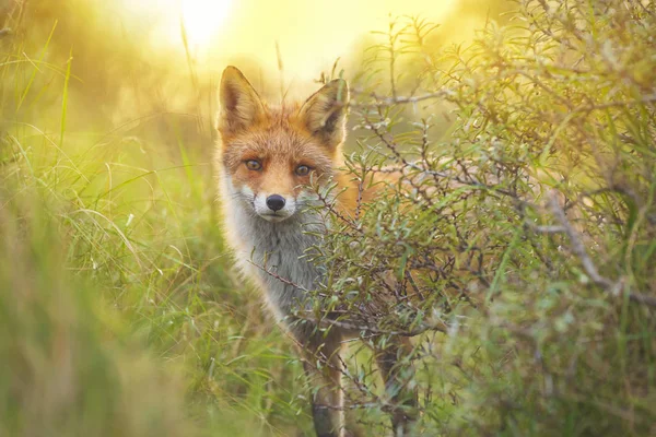 Jeune Renard Roux Vulpes Vulpes Sauvage Fouillant Dans Une Forêt — Photo