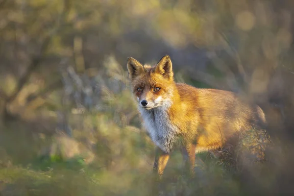 Divoký Mladý Liška Obecná Vulpes Vulpes Vixen Úklidu Lese Duny — Stock fotografie