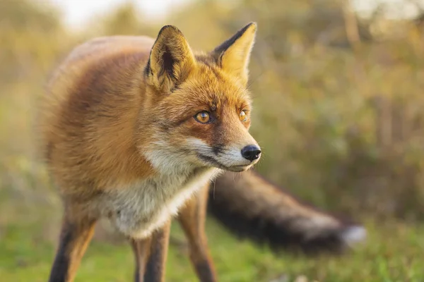 野生の若い赤狐 ホンドギツネ キツネ属 ビクセン日没時に森や砂丘の清掃 — ストック写真