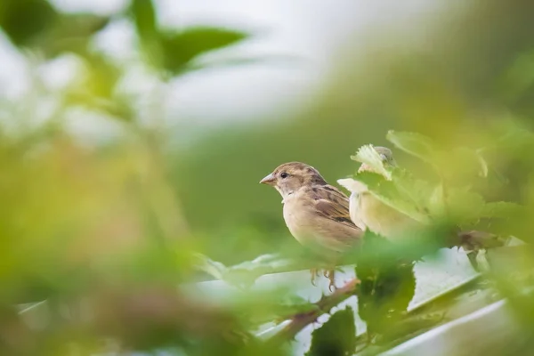 Moineau Domestique Passant Domesticus Cherchant Nourriture Dans Une Haie Par — Photo