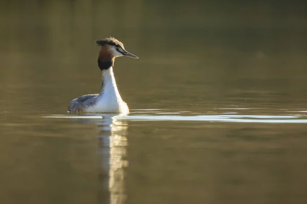 Portrait closeup of a great crested grebe, Podiceps cristatus swimming on the water surface on a lake.