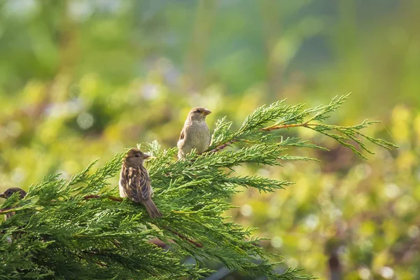 Moineau Domestique Passant Domesticus Cherchant Nourriture Dans Une Haie Par — Photo