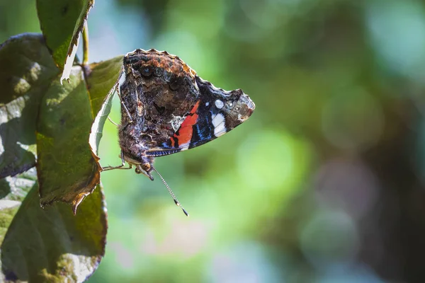 Red Admiral Butterfly Vanessa Atalanta Resting Leafs Forest — Stock Photo, Image