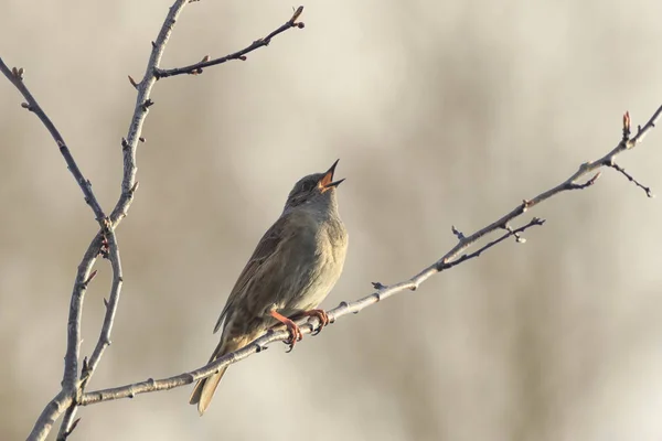 노크의 Prunella Modularis 나무에 봄철에 암컷을 유혹하기 노래부르기 — 스톡 사진