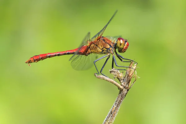 Close Van Een Rood Gekleurde Mannelijke Bloedrode Heidelibel Sympetrum Sanguineum — Stockfoto