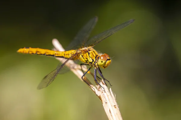 Gros Plan Dard Roux Sympetrum Sanguineum Femelle Accroché Végétation Repos — Photo