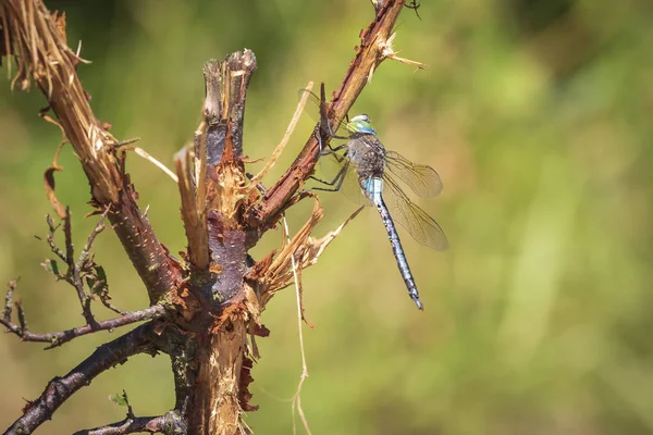 Closeup Lesser Emperor Dragonfly Anax Parthenope Resting Leaves Tree Forest — Stock Photo, Image