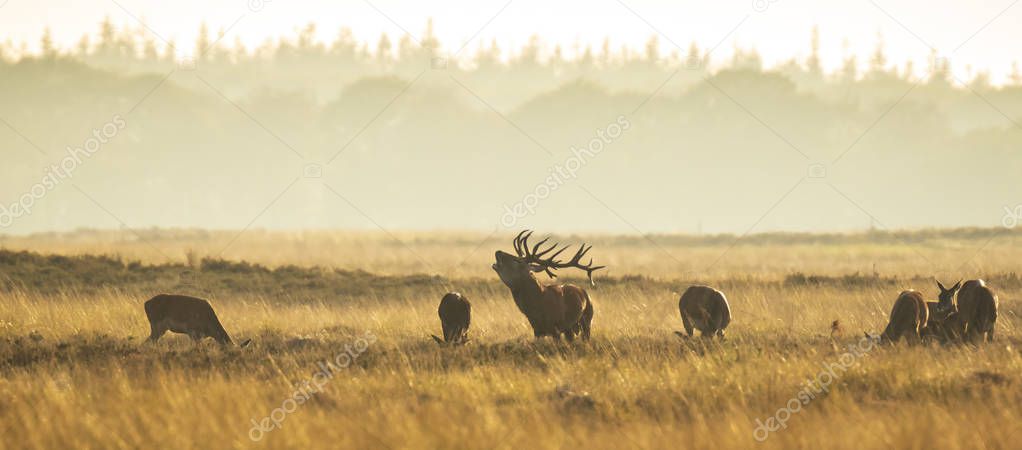 Herd of red deer cervus elaphus rutting and roaring during sunset, rutting during mating season on a landscape with hills, fields and a beautifull sunset