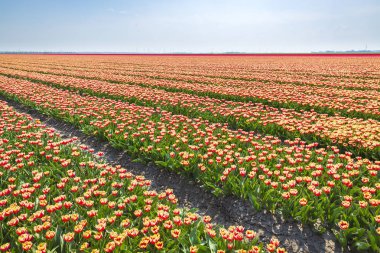 Renkli Hollanda Lale çiçek alan ve bir yel değirmeni Hollanda'da güneşli mavi gökyüzü altında