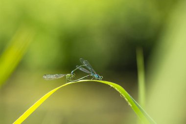 Bir erkek ve dişi mavi kuyruklu kız sineğinin ya da yaygın mavi kuyruklu Ischnura elegans 'ın yakın çekimi kalp ya da tekerlek şeklinde çiftleşen bir çift yapıyor..